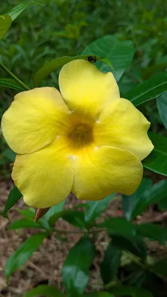 Bahçedeki güzel çiçek