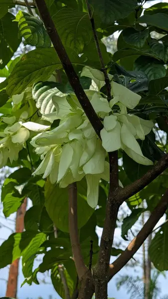 Güzel botanik fotoğrafı, doğal duvar kağıdı.