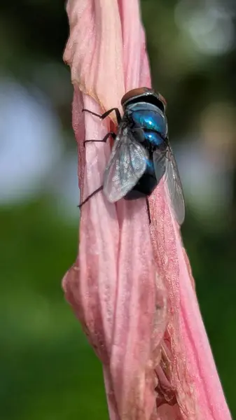 Çiçekteki güzel kelebek