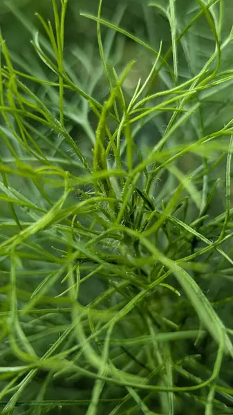 Bahçedeki yeşil bitki