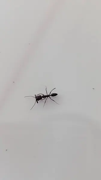 Beyaz bir yüzey üzerinde siyah beyaz bir kedinin yakın plan çekimi.