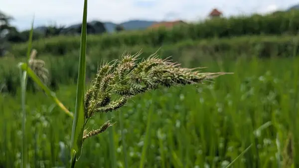 Güzel botanik fotoğrafı, doğal duvar kağıdı.