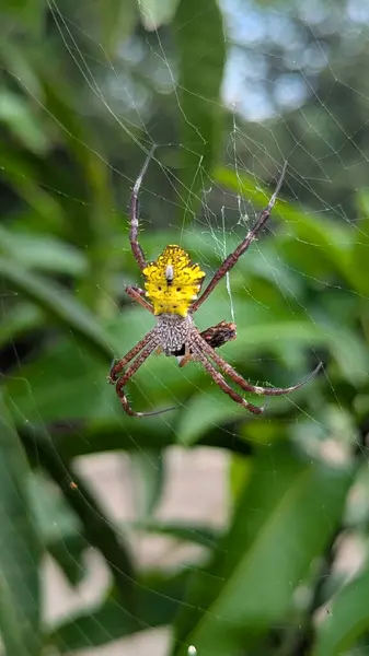 Güzel botanik fotoğrafı, doğal duvar kağıdı.