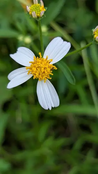 Bahçedeki güzel çiçekler