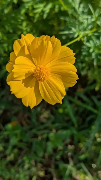 Bahçedeki güzel çiçekler