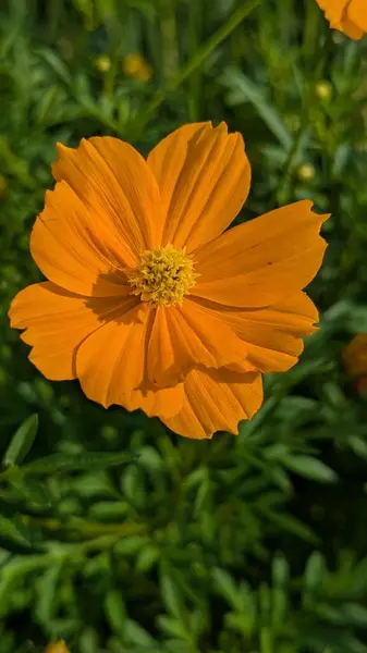 Bahçedeki güzel çiçekler