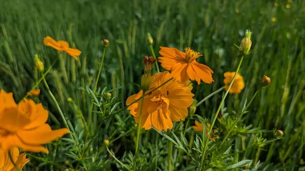 Bahçedeki güzel çiçekler