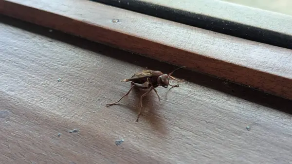 Tahta bir masada kahverengi bir böceğin yakın plan fotoğrafı.