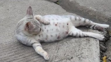 Beton bir yüzeyde dinlenen sevimli bir ev kedisi. Kedi açık gridir, koyu benekleri ve çizgileri vardır ve pençelerini uzatarak yan yatar..