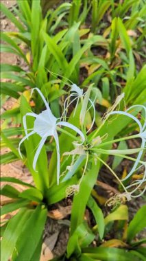 Bahçede çiçek açan güzel beyaz bir nilüfer çiçeğine yakın plan, yemyeşil yapraklarla çevrili. Doğa, çiçek ya da botanik temalı tasarımlar için mükemmel..