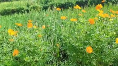 Tomurcuklanan turuncu kozmos çiçekleriyle dolu canlı bir tarla, yemyeşil çimen ve doğal manzaranın zeminine kurulmuş. Güzel bir doğa sahnesi, arka planlar, duvar kağıtları ve dekoratif kullanım için mükemmel..