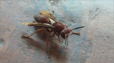 Yıpranmış beton duvarda duran bir eşekarısının detaylı makro görüntüsü. Görüntü, böceğin vücudunun karmaşık detaylarını yakalar. Kanatlarını, bacaklarını ve antenlerini duvarın dokulu zeminine vurgular..