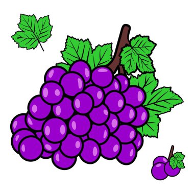 Bahçeden toplanmış taze üzümler ve yapraklar hala vektör illüstrasyonuna bağlı.