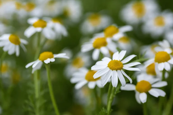 Daisy Çiçeğinin Yakın Görüntüsü