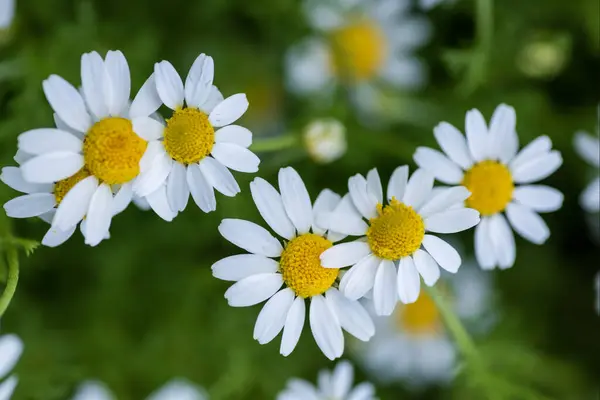 Daisy Çiçeğinin Yakın Görüntüsü