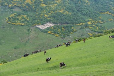 Dağlarda keçi sürüsü