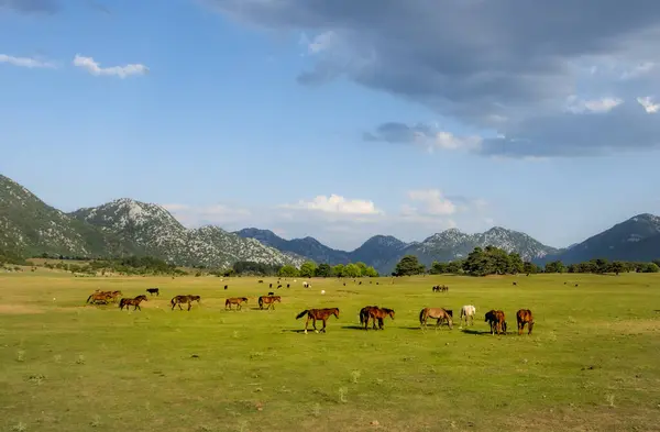Dağların ve atların güzel manzarası