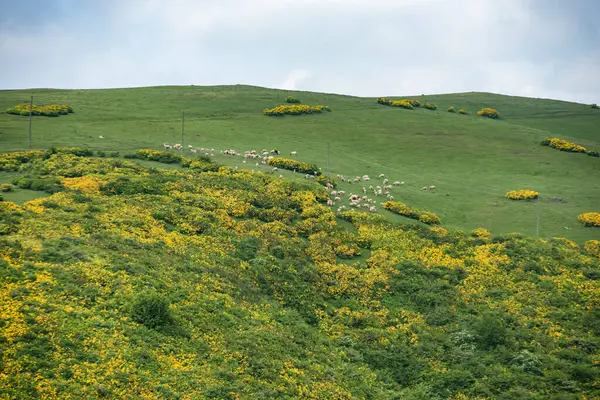 Yeşil çayırlı manzara ve beyaz bulutlu mavi gökyüzü. yüksek kaliteli fotoğraf