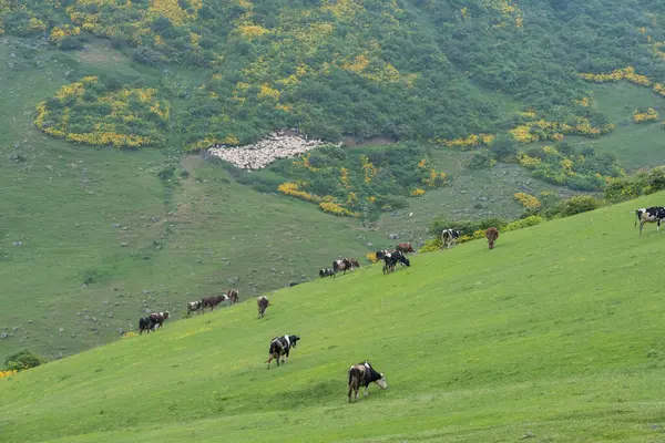 Dağlarda keçi sürüsü