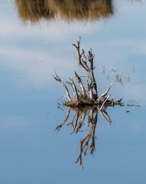Su yüzeyindeki ağacın yansıması.