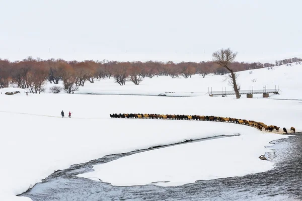 a herd of cows on a winter river. the concept of a winter farm.