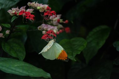 Bahçedeki güzel kelebek
