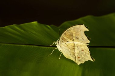 Bahçede yaprak kelebek