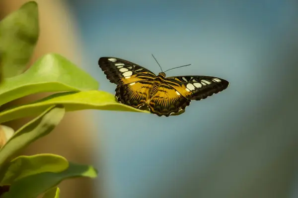 beautiful butterfly in a garden