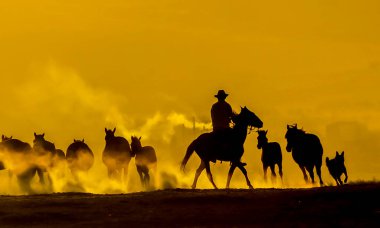 Gün batımında bir grup at.