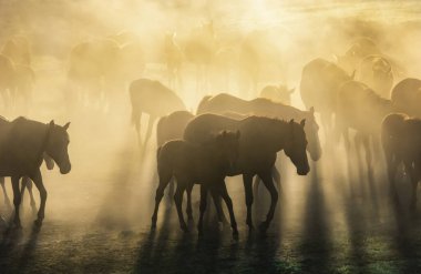 Kırmızı at sürüsü