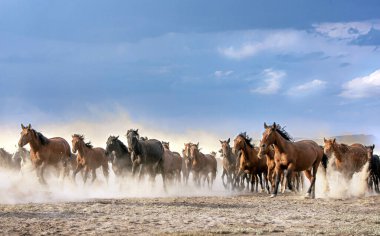 Yazın Utah çölünde vahşi atlar