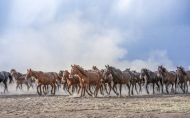 Bir grup vahşi at çölde çölde koşuyor.