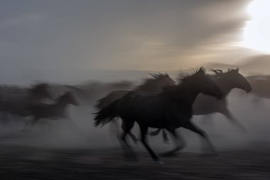 Utah 'ta bir çöl arazisinde at koşturuyorum.