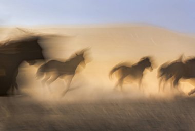 toz içinde çalışan at
