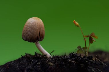 Ormandaki bir mantarın yakın plan çekimi.