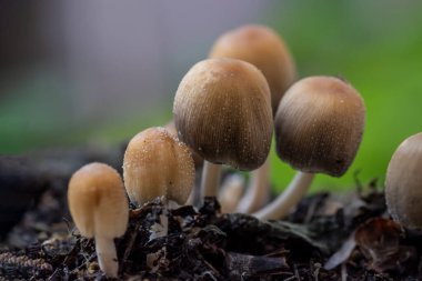 Ormandaki bir mantarın yakın plan çekimi.