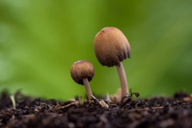 Ormandaki bir mantarın yakın plan çekimi.