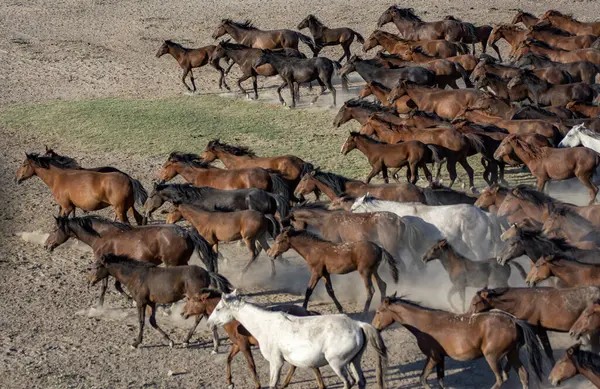 Utah dağlarında çölde koşan vahşi atlar.