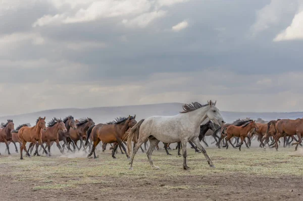 Çölde vahşi atlar, Utah çölünde.