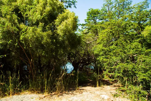 Göl kıyısındaki ağaçların ve çalıların şaşırtıcı manzarası, San Carlos de Bariloche, Rio Negro