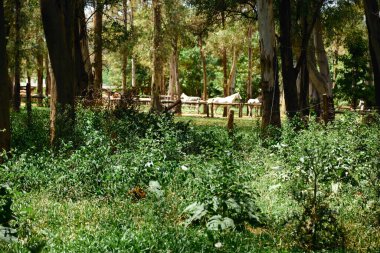 Güzel yeşil orman, San Carlos de Bariloche, Arjantin, Güney Amerika.