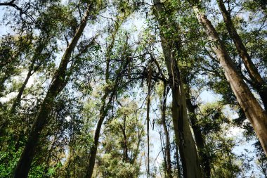 Ağaç gövdeleri yeşil taçlarla mavi gökyüzüne doğru uzanıyor, San Carlos de Bariloche, Arjantin, Güney Amerika