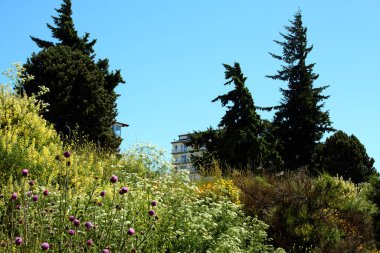 Arkasında binalar olan güzel yeşil orman, San Carlos de Bariloche, Arjantin, Güney Amerika.
