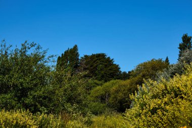 Güzel yeşil orman, San Carlos de Bariloche, Arjantin, Güney Amerika.