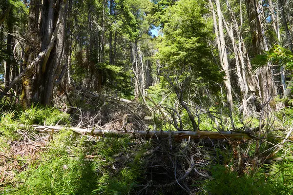 Güzel yeşil orman, San Carlos de Bariloche, Arjantin, Güney Amerika.