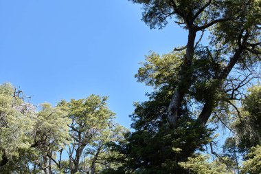 Bir ağaç gövdesi yeşil tacını mavi gökyüzüne uzatıyor, San Carlos de Bariloche, Arjantin, Güney Amerika