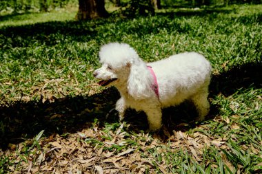 Beyaz tüylü kaniş parktaki bir çayırda oynuyor, San Carlos de Bariloche, Güney Amerika