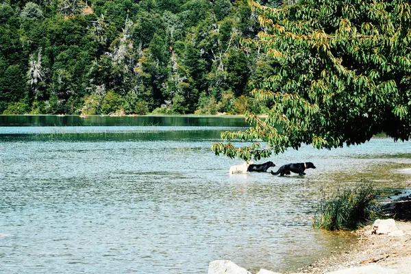 three dogs come out of the lake after swimming