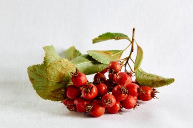 Bu bitki zayıf ya da düzensiz bir kalp atışını güçlendirir ve stabilize eder. Kan damarlarını genişletir, kan basıncını düşürür ve kan akışını normalleştirir. Hawthorn bir gıda antioksidanıdır. Flavonoidler açısından zengindir, bu da hastalıklara direnç kazandırır..