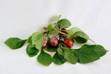 Beyaz bir arka plan üzerinde yapraklarla dal Erik